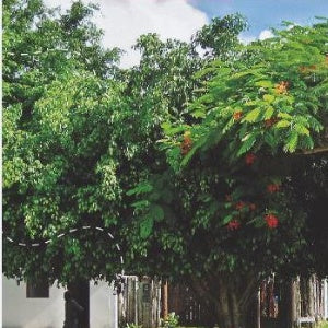 Lata Trancoso Arvores 9,9 x 7,7 - Trancoso