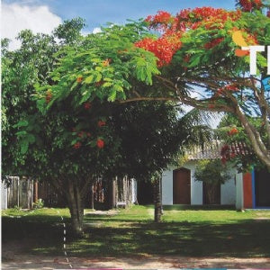 Lata Trancoso Arvores 9,9 x 12,2 - Trancoso