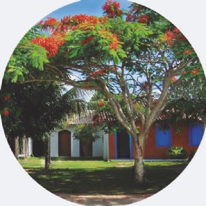 Lata Trancoso Arvores 16,5 x 6,6 - Trancoso